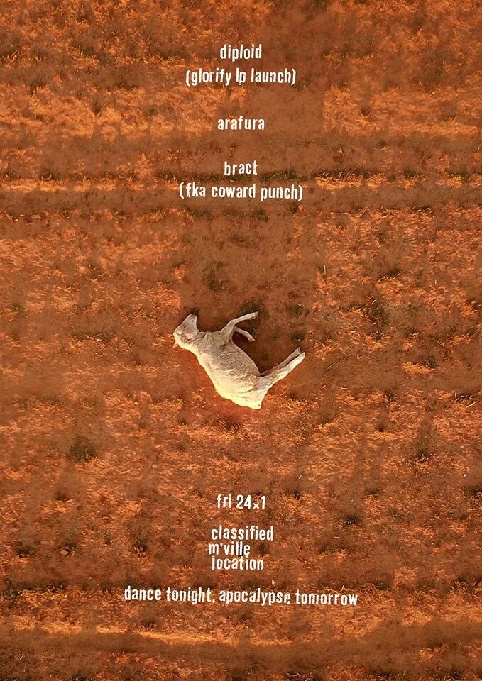 Diploid X Arafura X Bract (fka Coward Punch) 24.1.20