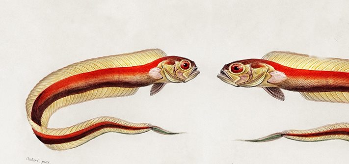 The NOW now November 20: Microfiche and MP Hopkins