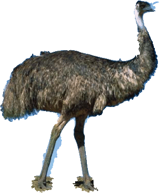 emus End Of Year Fundraiser PARTY