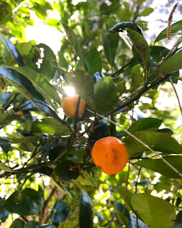 Splinter Orchestra at Community Garden Open Day