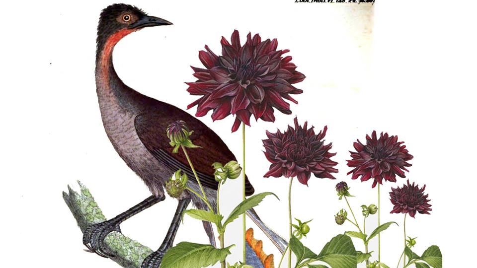 Oedura, Lisa McCowage & Laura Altman, Laurence Williams