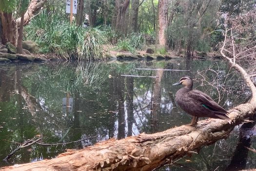 Peggy Minifest Day 3 - Monica Brooks, Mary Rapp, Solomon Frank, Freya Schack-Arnott / Aviva Endean