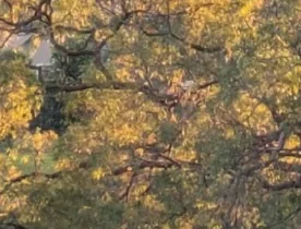 Cooks River Ambient Set